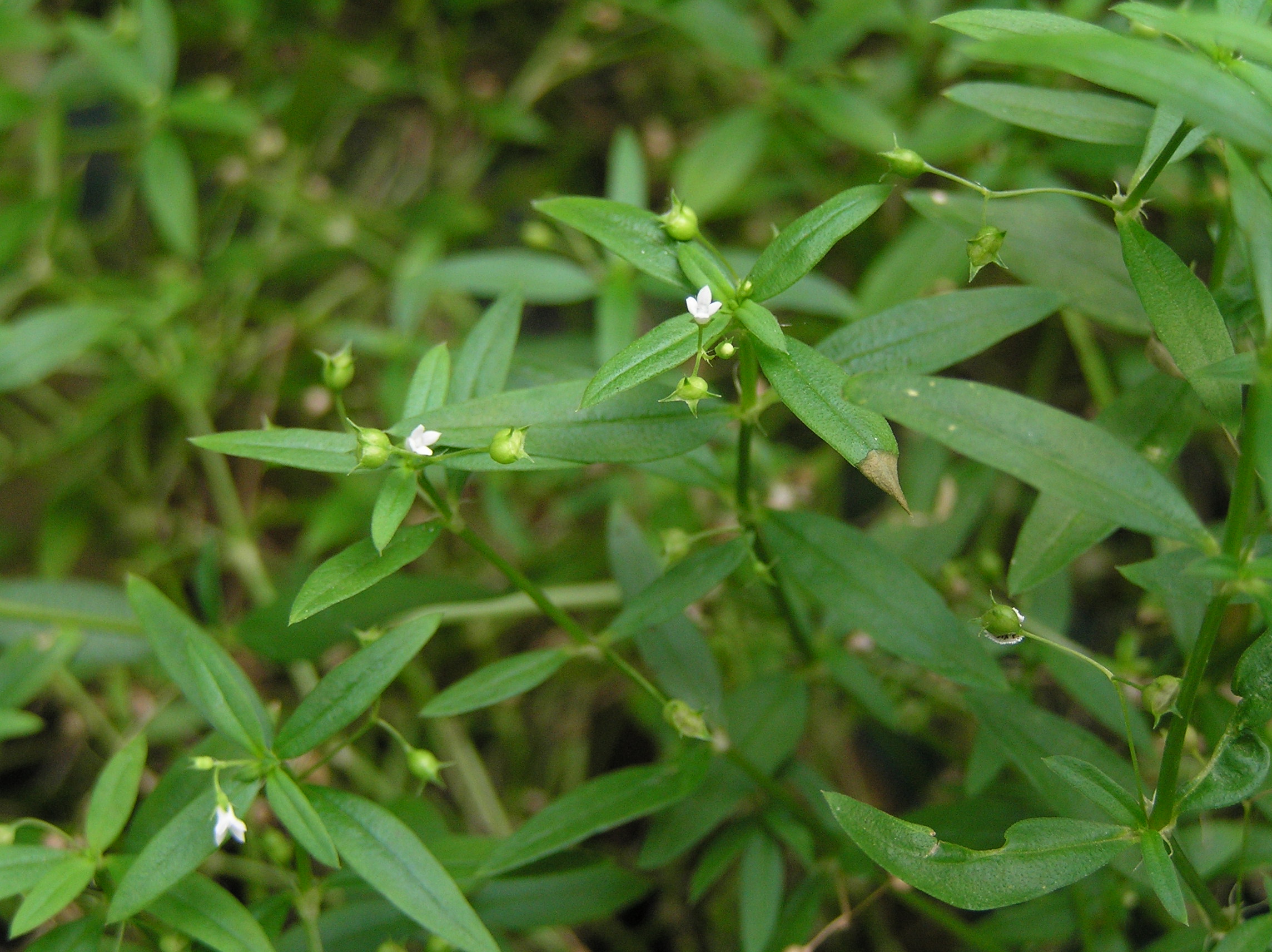 Oldenlandia diffusa